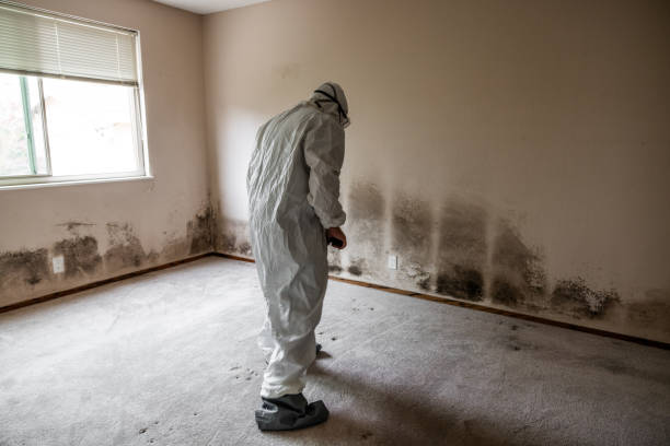 Phoenixville, PA Mold Removal Company